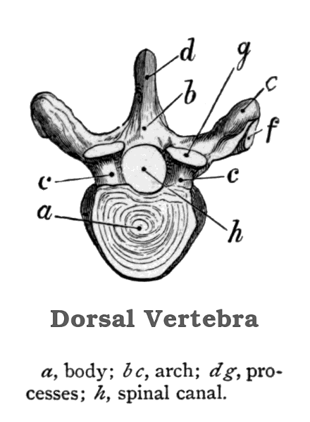 dorsal vertebra
