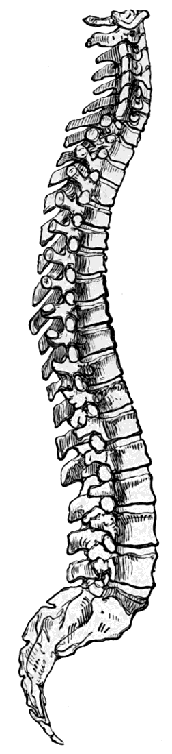spinal cord backbone