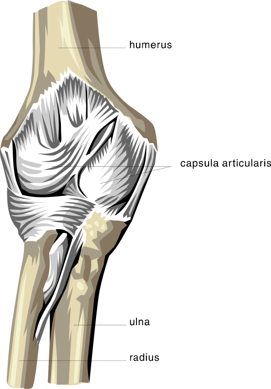 anatomy elbow bones