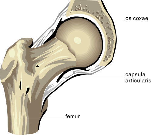 anatomy hip bones