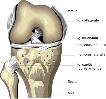 anatomy knee bones
