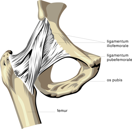 anatomy pelvis