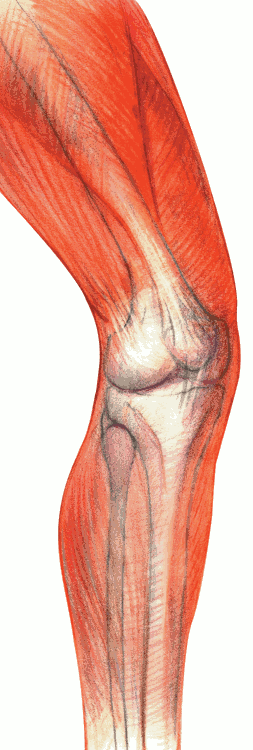 leg bones anatomy