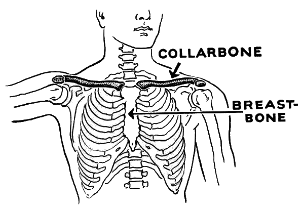 collarbone and breastbone