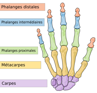 human hand bones French