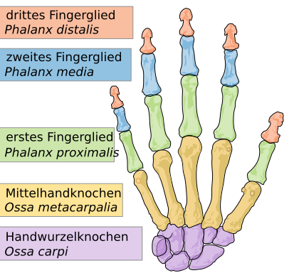 human hand bones German