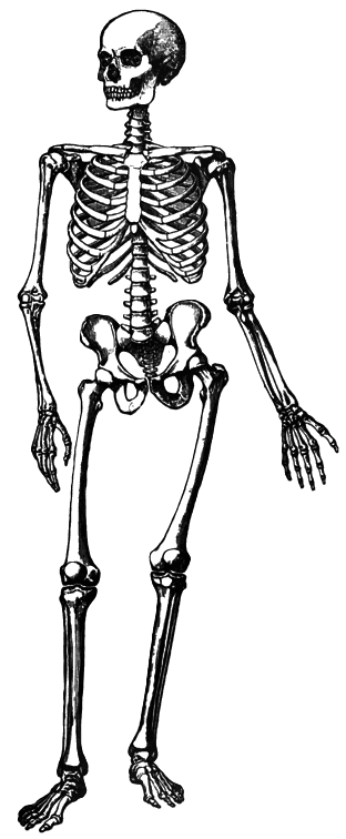 simple skeleton