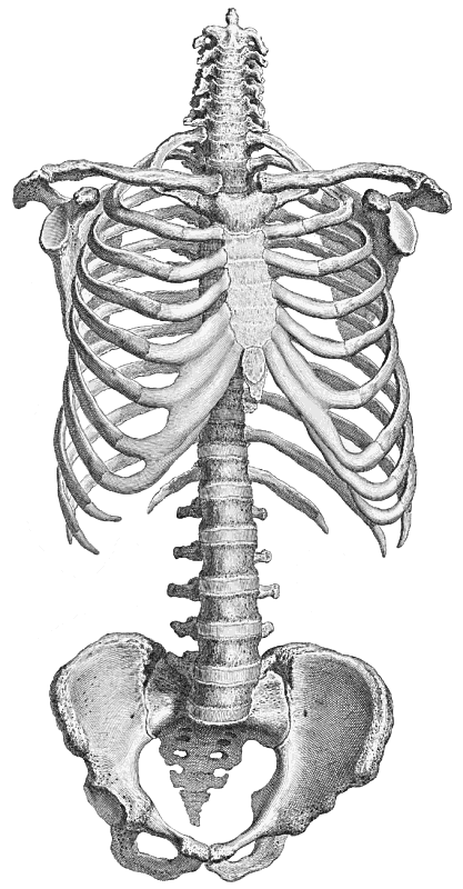 skeleton partial