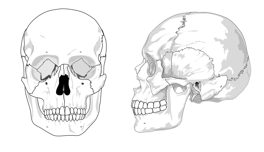 Human skull BW