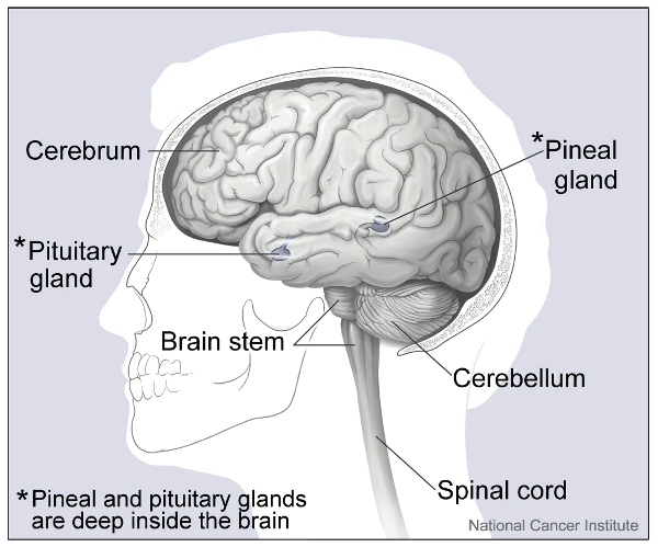 Major parts of the Brain