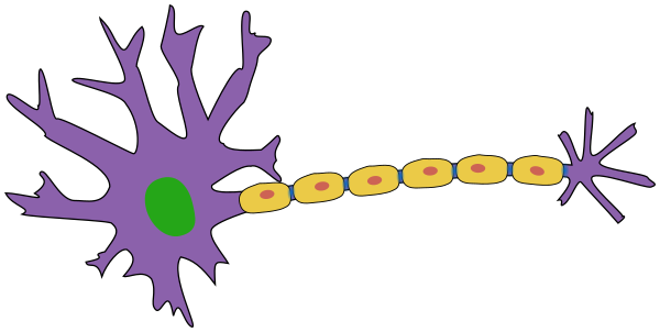 brain cell neuron