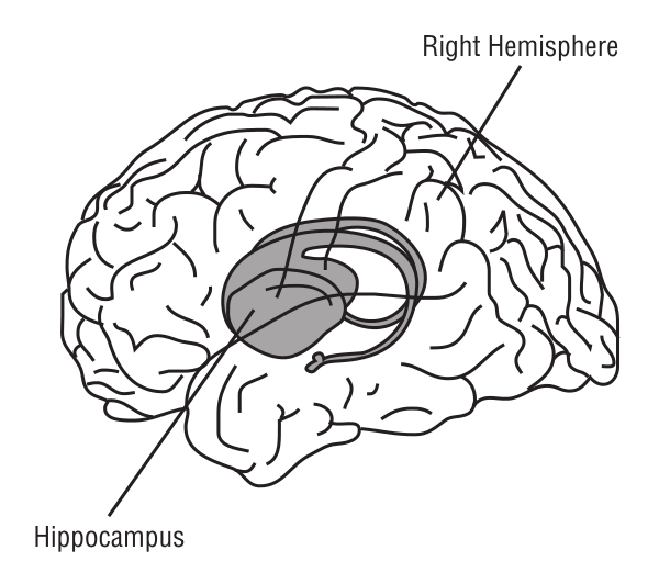 brain hippocampus