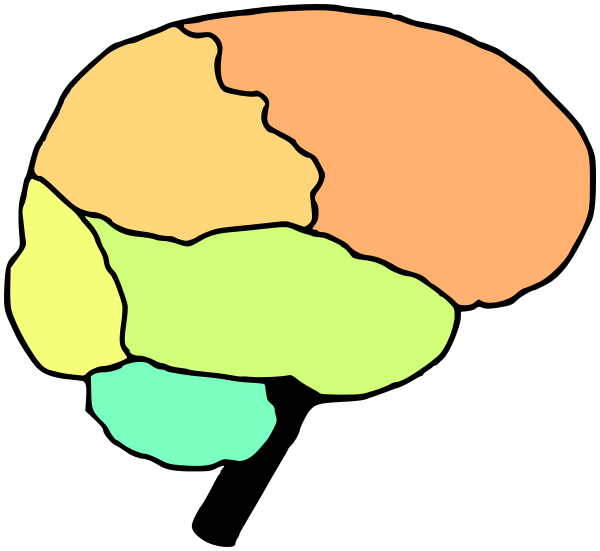 brain lobes no labels