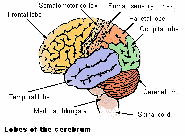 cerebrum lobes
