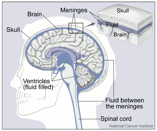 brain and nearby structures