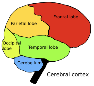 brain lobes color coded and labeled