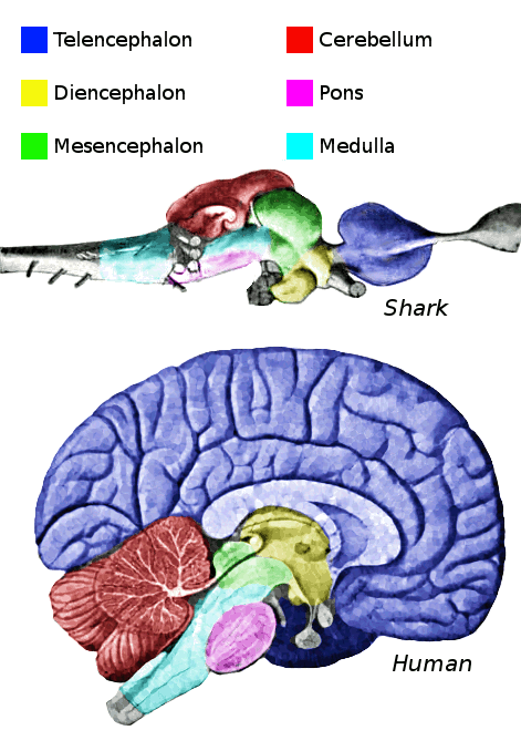brain regions of Vertebrates