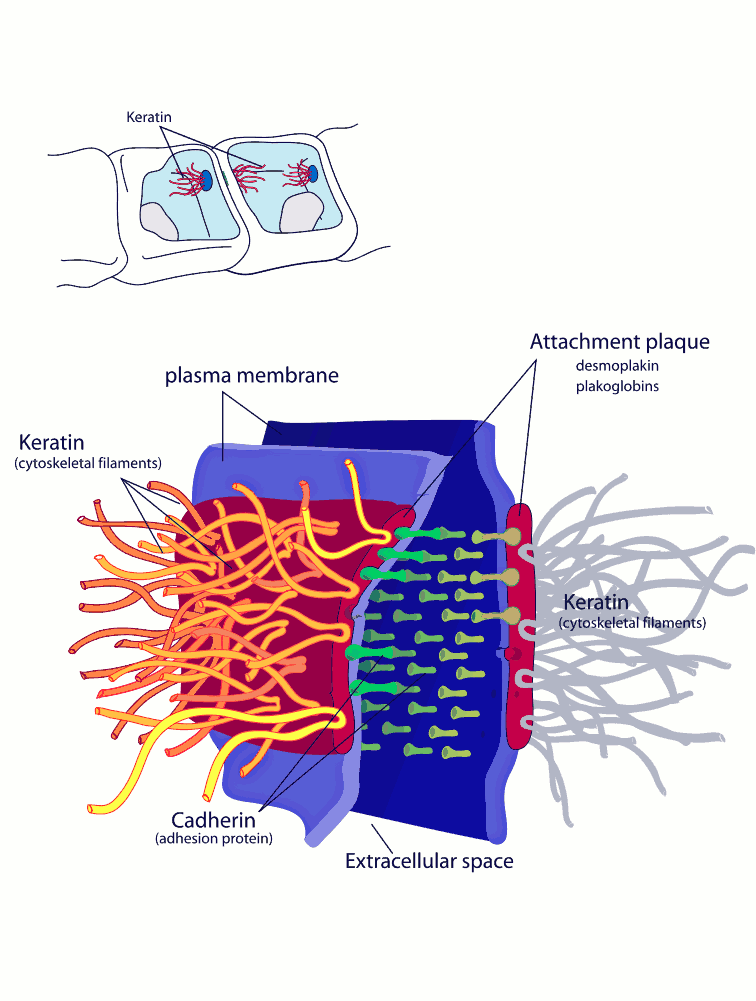 Desmosome cell junction full page