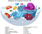 animal_cell/