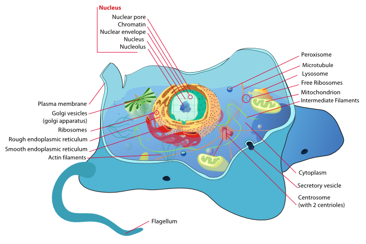 Animal cell structure 2