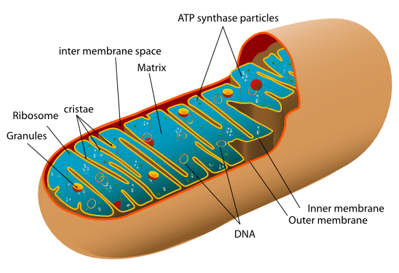 Animal mitochondrion diagram