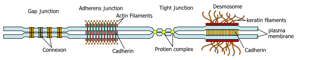 Cell junction simplified