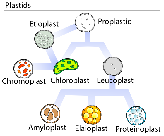 Plastids types