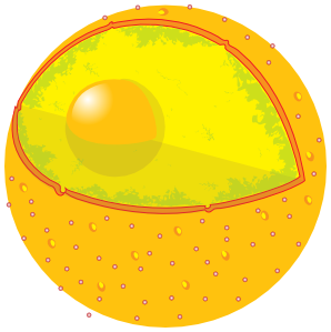 human cell nucleus
