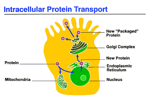 intracellular protein transport