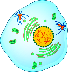 Mitotic Prophase