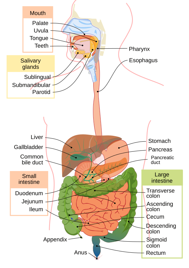 Digestive system diagram 2