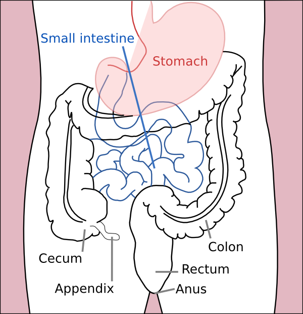Stomach colon rectum diagram