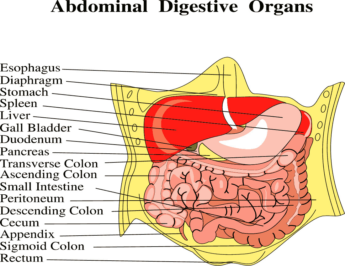 abdominal digestive organs full page