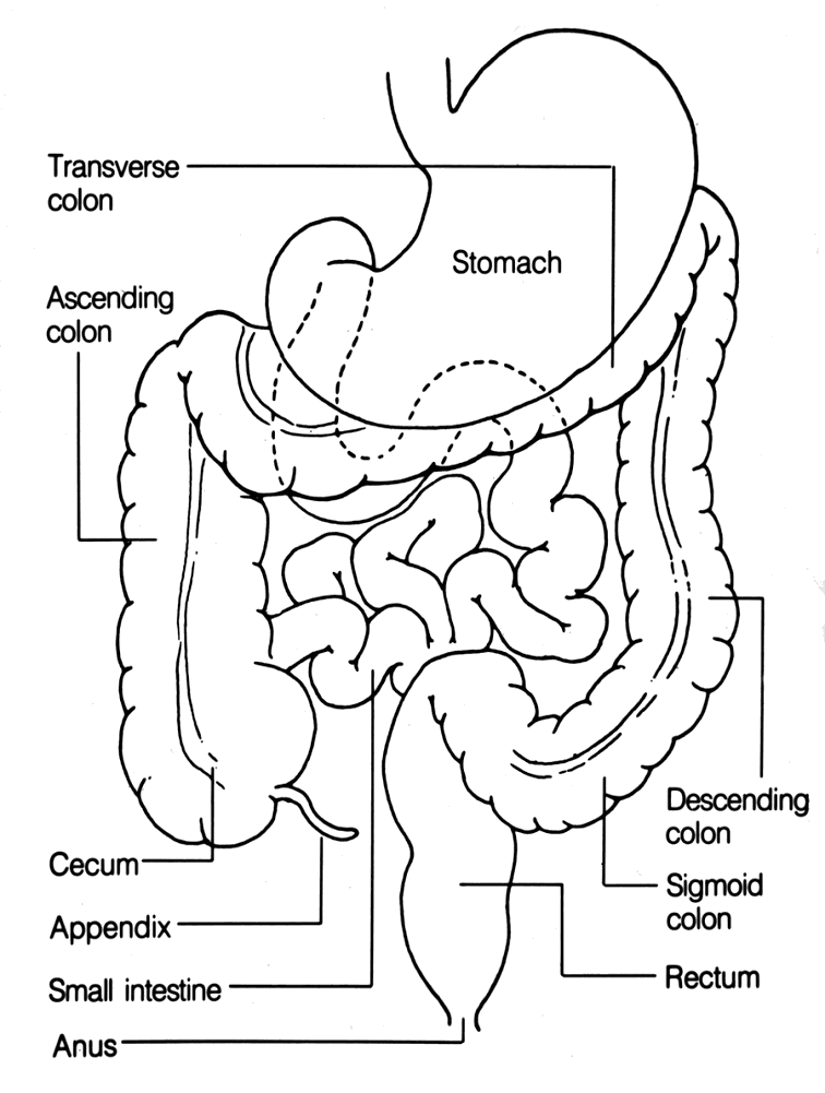drawing X colon anal sigmoid