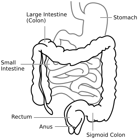 colon intestines