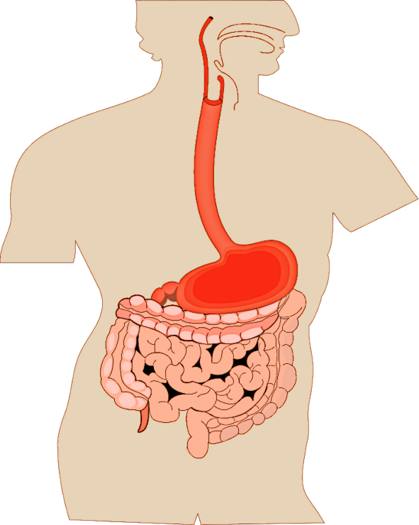 digestive organs medical diagram
