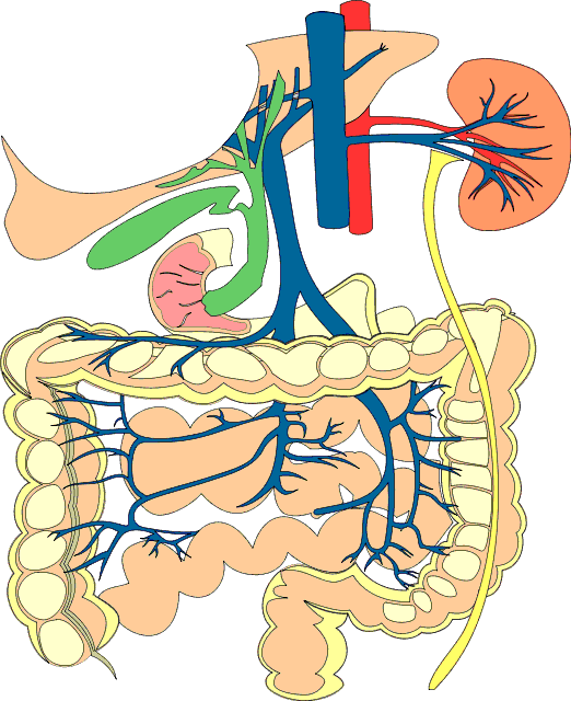 digestive organs medical diagram 1