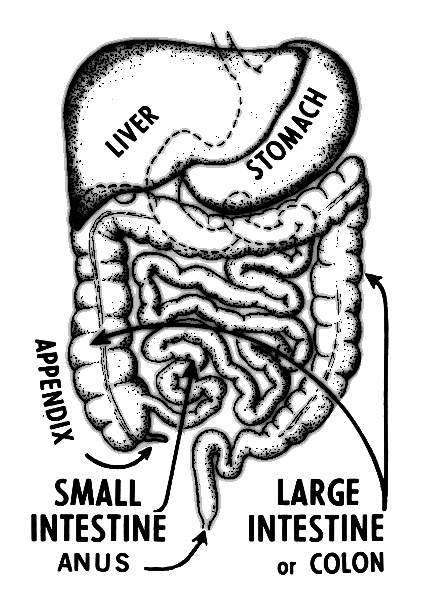 intestine lineart