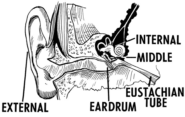 ear diagram BW
