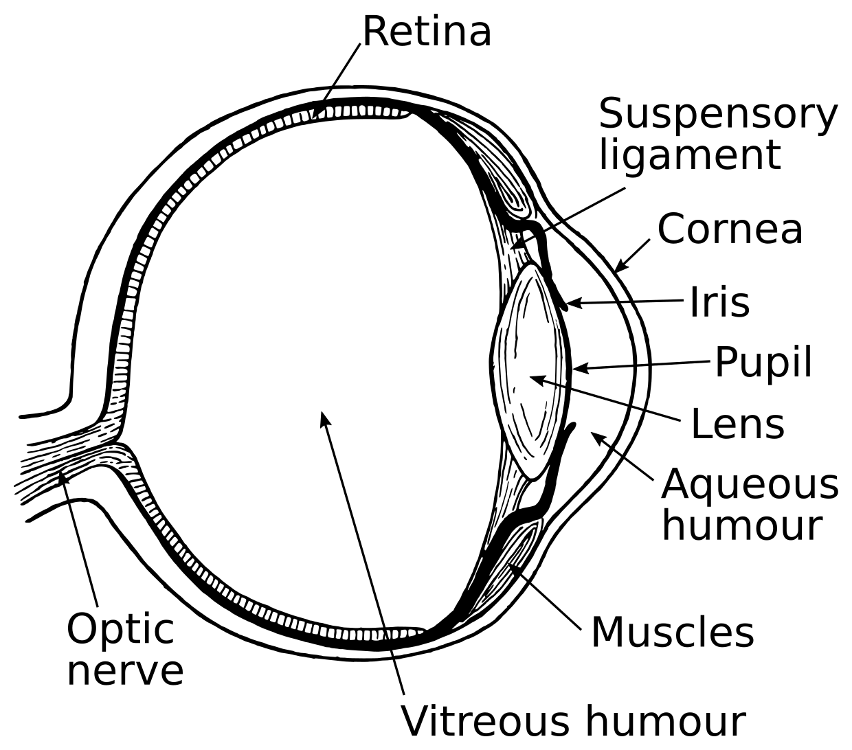 Eye annotated