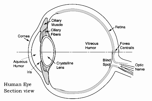 eye cross section