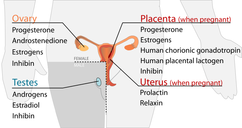 Endocrine reproductive system