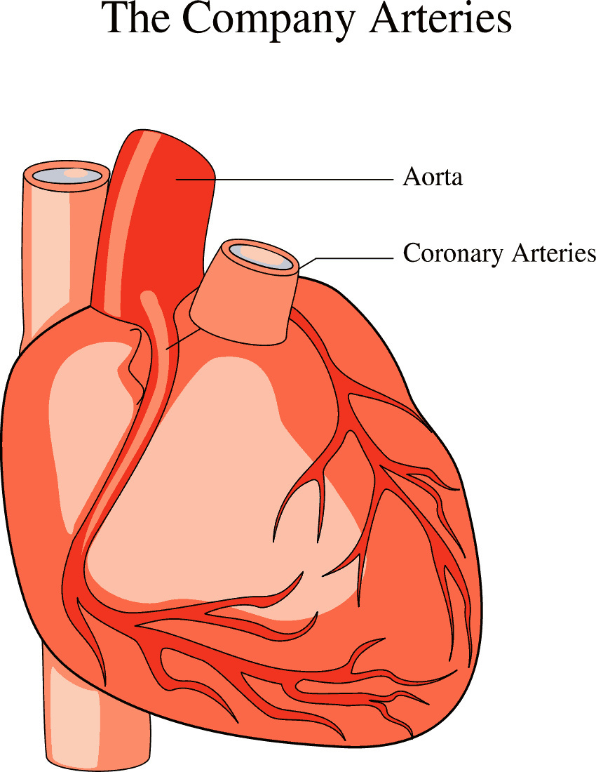 heart diagram full page