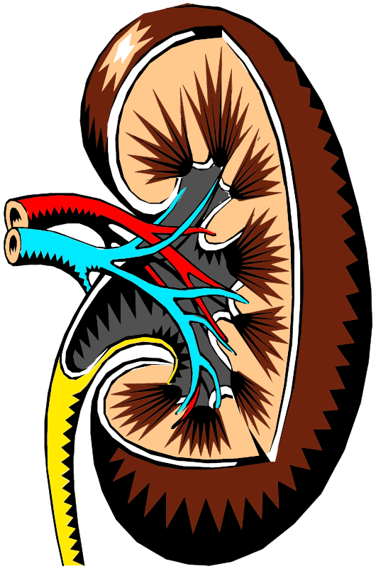 Kidney-Cross-Section