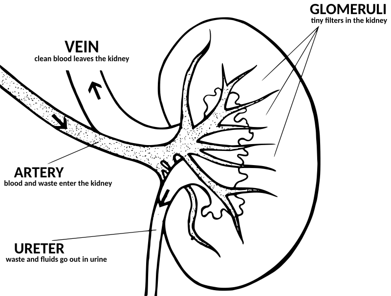 kidney diagram with explanation