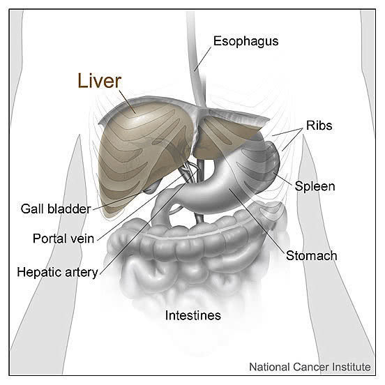 Liver and Nearby Organs