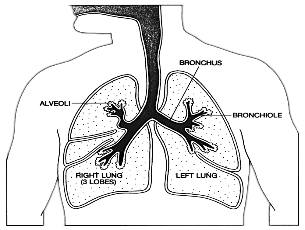 Anatomy Lungs