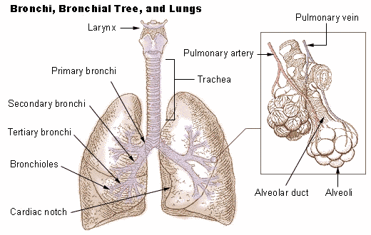 bronchi lungs