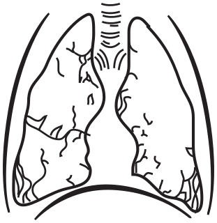 lungs lineart