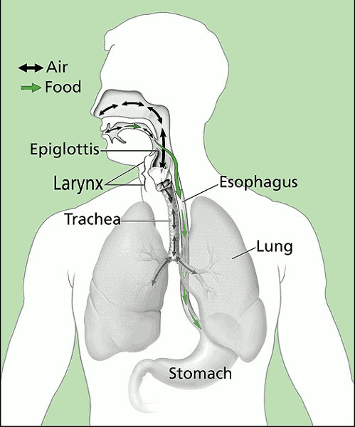 larynx and air and food pathways